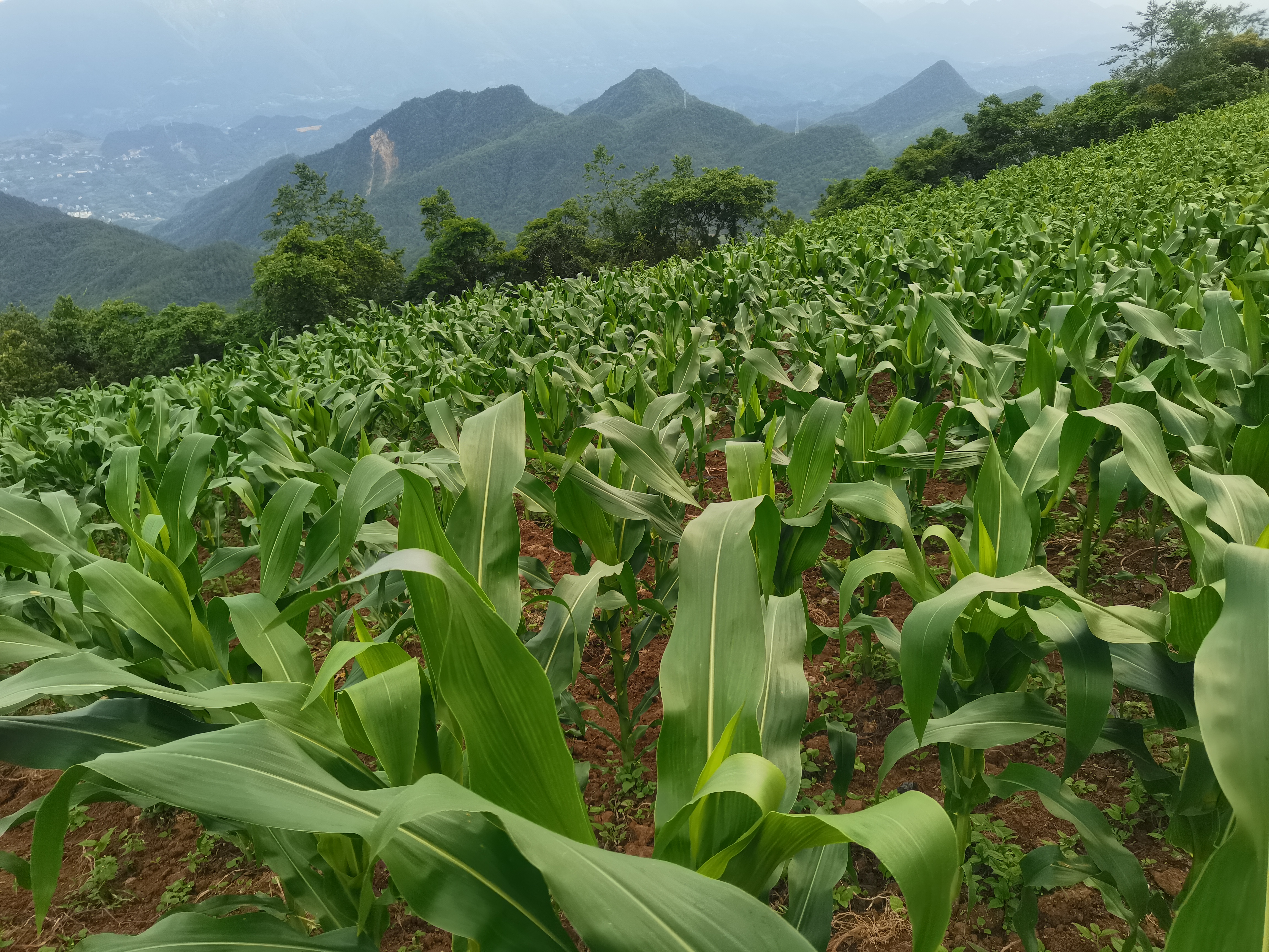 玉米.jpg