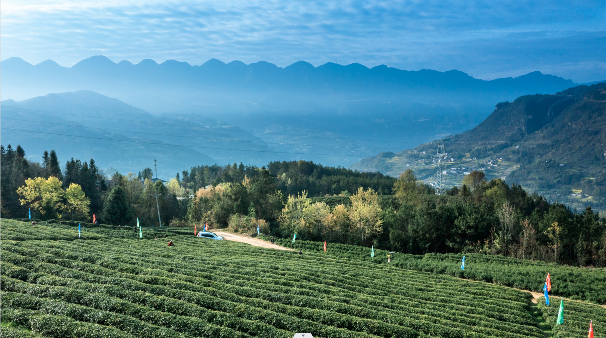 樟木村油茶基地.png