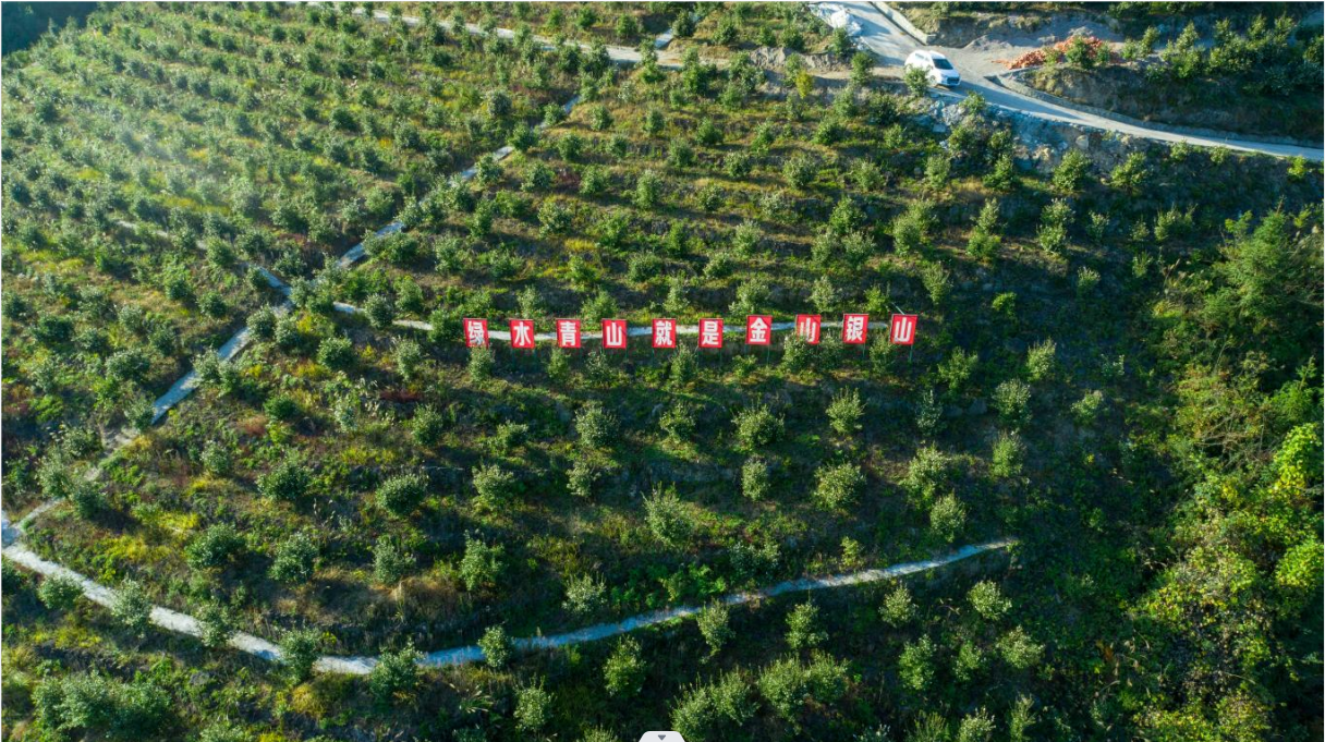 樟木村油茶基地 (2).png