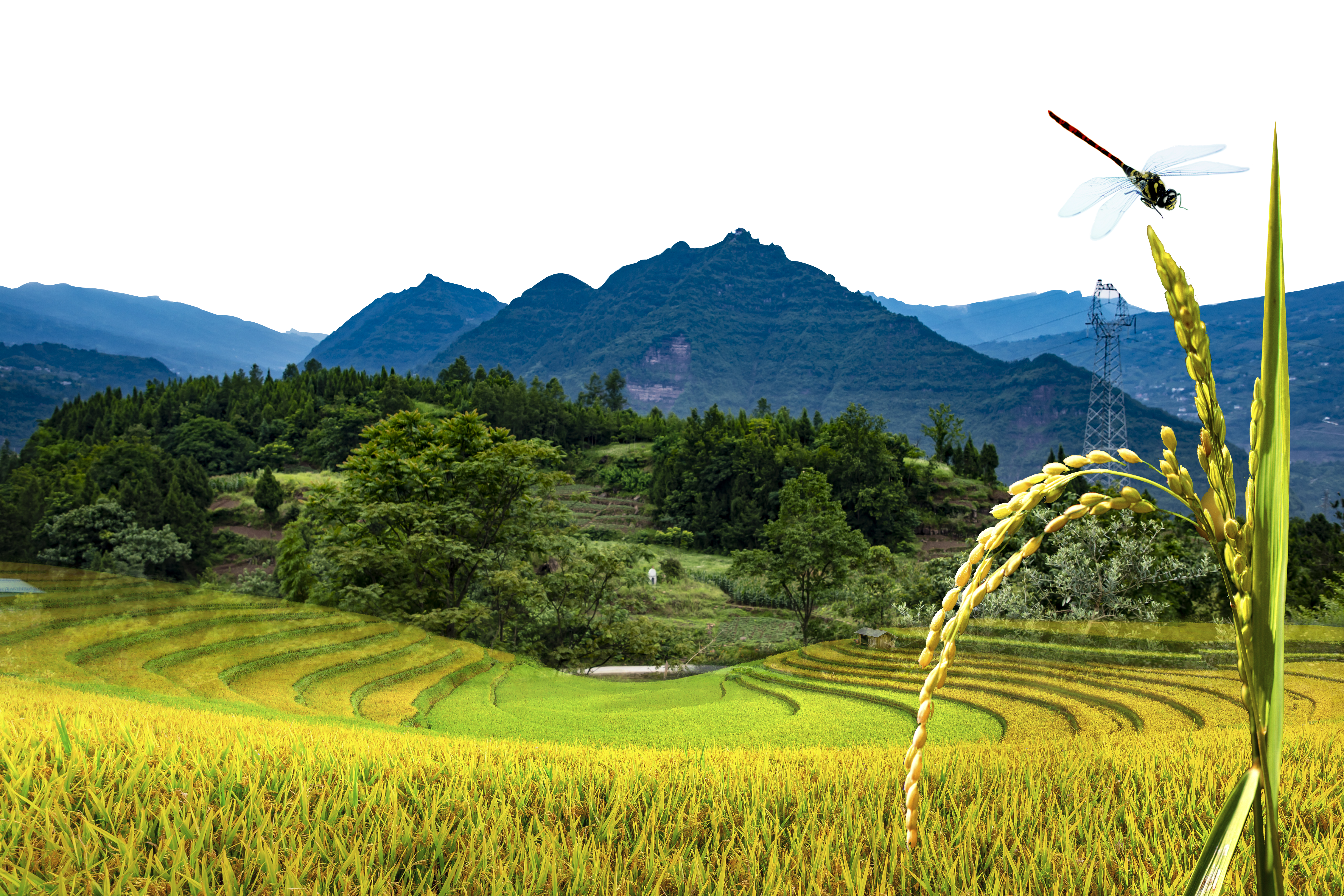龙山稻谷.png